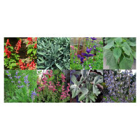 Variedades de Salvia - Set de semillas