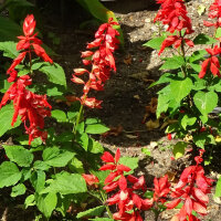 Variedades de Salvia - Set de semillas