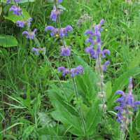 Variedades de Salvia - Set de semillas