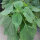 Variedades de Salvia - Set de semillas