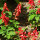 Variedades de Salvia - Set de semillas