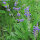 Variedades de Salvia - Set de semillas