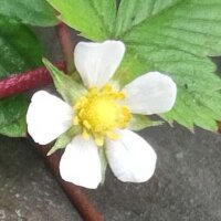 Alpine Strawberry Attila (Fragaria vesca var. semperflorens)