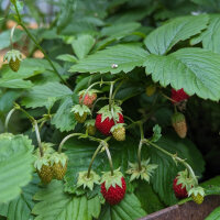 Alpine Strawberry Attila (Fragaria vesca var. semperflorens)