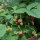 Fresa silvestre remontante Attila (Fragaria vesca var. semperflorens) semillas