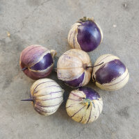 Violetter Tomatillo Purple (Physalis ixocarpa) Bio Samen