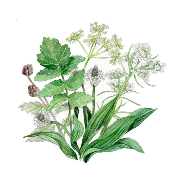 Herb Pasture Mix (Organic) – approximately 30 g, sufficient for 10 m²