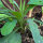 Herb Pasture Mix (Organic) – approximately 30 g, sufficient for 10 m²