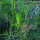 Herb Pasture Mix (Organic) – approximately 30 g, sufficient for 10 m²