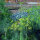 Herb Pasture Mix (Organic) – approximately 30 g, sufficient for 10 m²