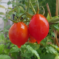 Tomate Piennolo del Vesuvio (Solanum lycopersicum) semillas