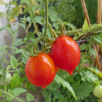 Tomate Piennolo del Vesuvio (Solanum lycopersicum) semillas