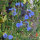Chinese Forget Me Not (Cynoglossum amabile)