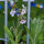 Chinese Forget Me Not (Cynoglossum amabile)