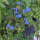Chinese Forget Me Not (Cynoglossum amabile)