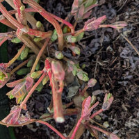 Euforbia dorada (Euphorbia epithymoides syn. polychroma) Semillas
