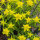 Euforbia dorada (Euphorbia epithymoides syn. polychroma) Semillas