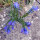 Vipers Bugloss / Blue Bedder (Echium vulgare) seeds <ai>