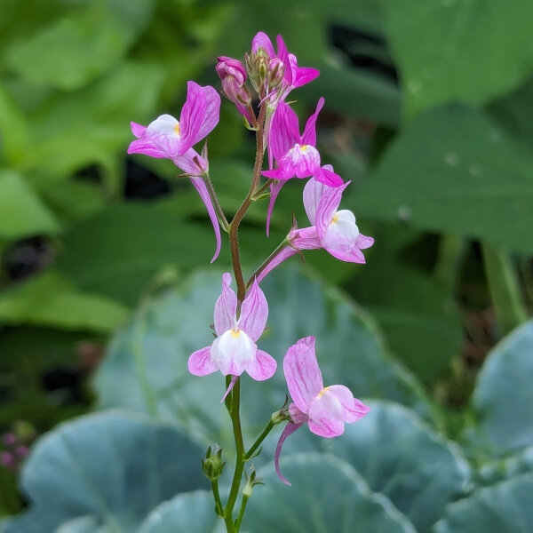 Annual Toadflax (Linaria maroccana) seeds <ai>
