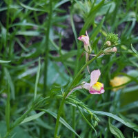 Annual Toadflax (Linaria maroccana) seeds <ai>