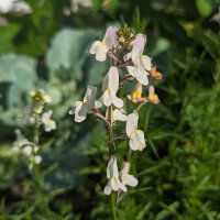 Annual Toadflax (Linaria maroccana) seeds <ai>