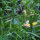 Annual Toadflax (Linaria maroccana) seeds <ai>
