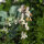 Annual Toadflax (Linaria maroccana) seeds <ai>