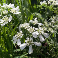 Orlaya de flores grandes (Orlaya grandiflora) semillas
