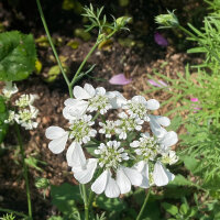 Orlaya de flores grandes (Orlaya grandiflora) semillas
