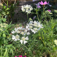 Orlaya de flores grandes (Orlaya grandiflora) semillas