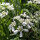 Orlaya de flores grandes (Orlaya grandiflora) semillas