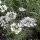 Orlaya de flores grandes (Orlaya grandiflora) semillas