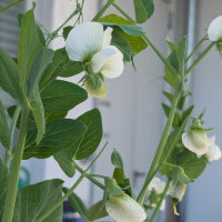 Tirabeque Corne de Belier (Pisum sativum) semillas