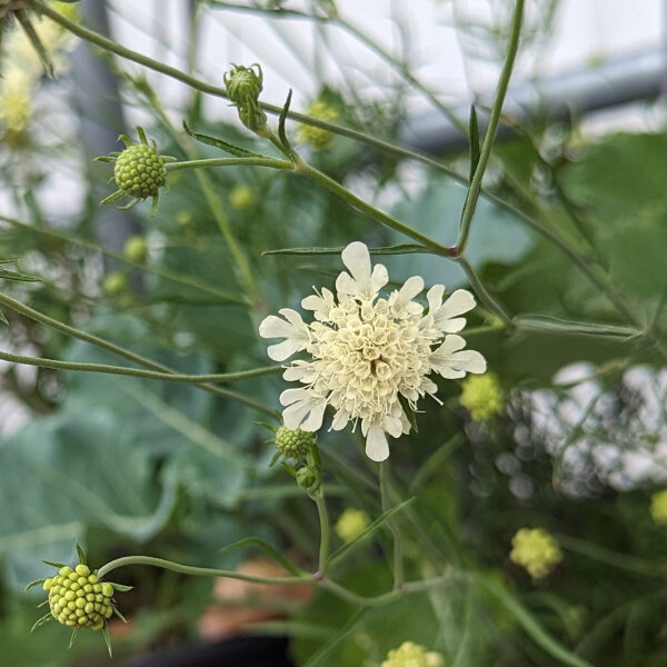 Escabiosa amarilla (Scabiosa ochroleuca) semillas