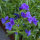 Ramo de flores azules