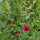 Ramo de flores rojo