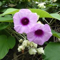 Rosa Lisérgica (Argyreia nervosa var. speciosa) semillas