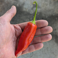 Chilli Pepper Aji Delight (Capsicum baccatum) organic seeds <ai>
