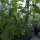Chilli Pepper Aji Delight (Capsicum baccatum) organic seeds <ai>