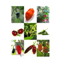 Pimientos mexicanos clásicos - set de semillas