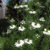 Arañuela blanca Miss Jekyll White (Nigella...
