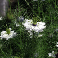 Arañuela blanca Miss Jekyll White (Nigella damascena) semillas