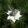 Arañuela blanca Miss Jekyll White (Nigella damascena) semillas