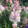 Boca de dragón Appleblossom  (Antirrhinum majus)  semillas