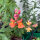 Boca de dragón Orange Wonder (Antirrhinum majus)  semillas