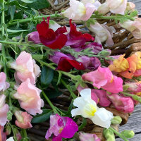 Boca de dragón Ruby (Antirrhinum majus) semillas