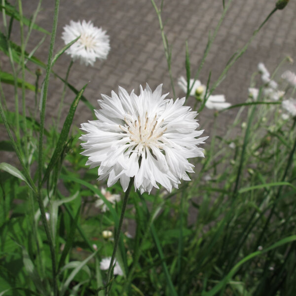 Aciano / Flor celeste White Ball  (Centaurea cyanus) semillas