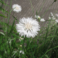 Aciano / Flor celeste White Ball  (Centaurea cyanus)...