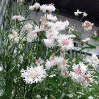 Aciano / Flor celeste White Ball  (Centaurea cyanus) semillas