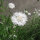 Aciano / Flor celeste White Ball  (Centaurea cyanus) semillas